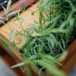 Brasero Plancha Island Corten PRO 100 Bois De Teck + Housse - Ofyr 12 Brasero Plancha Island Corten PRO 100 Bois De Teck + Housse - Ofyr -Barbecue Promotion Boutique ofyr island pro 100 teck 2020000022121 5